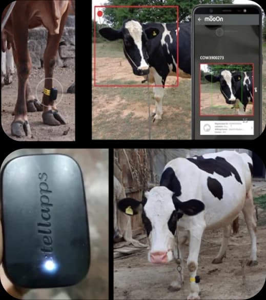 mooON Device: IoT health monitoring for cattle