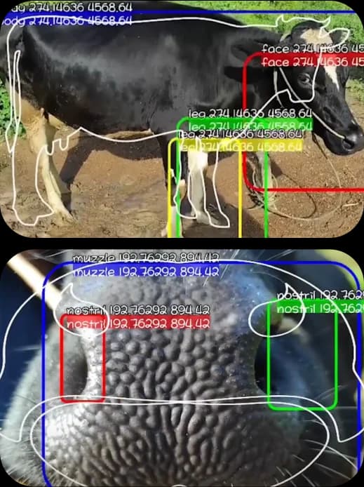 mooKYC: Secure cattle identification