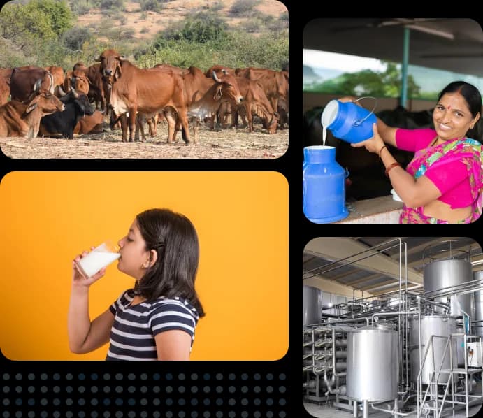 Pioneering quality and purity in India’s dairy FPP